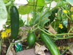 Cucumbers on the vine